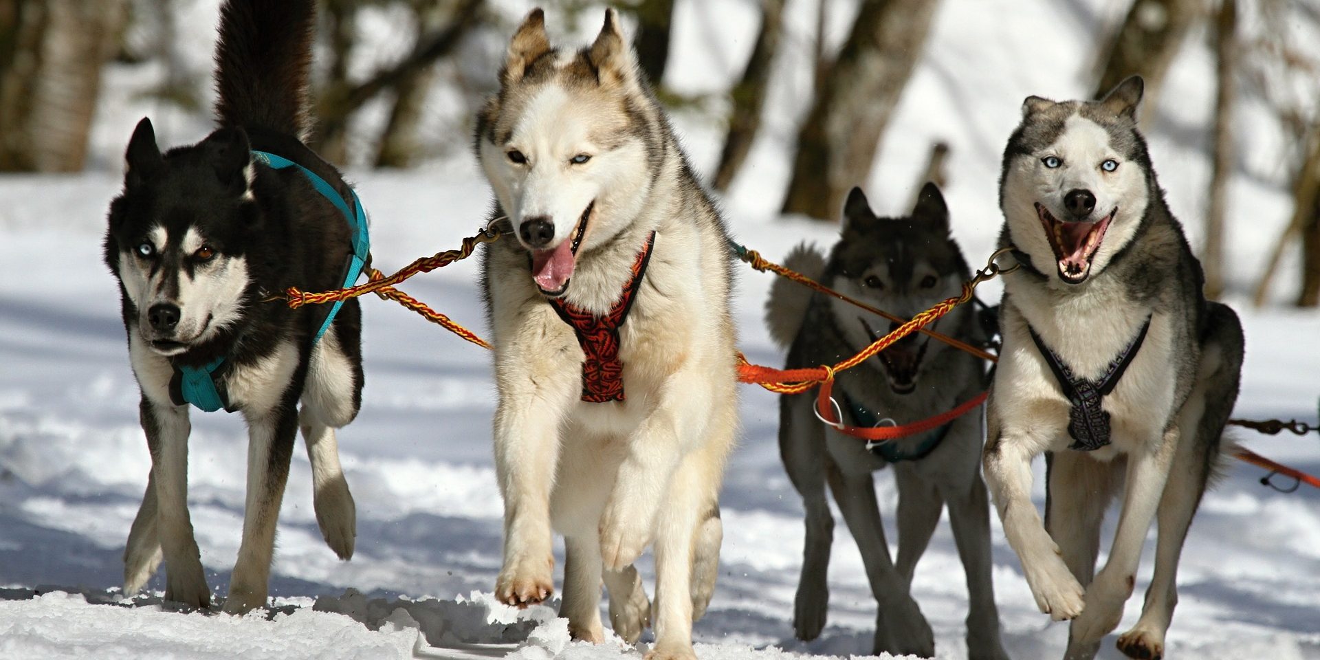 Hunde können epileptische Anfälle erschnüffeln gleichgestellt.at